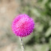 PINK ПОНГ :: Геннадий Валеев PINK ПОНГ :: Геннадий Валеев