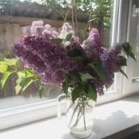 Букет сирени :: Наталья 