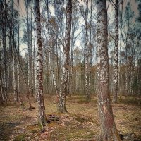 Весна. Парк Сосновка. :: Лилия *