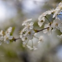 Цветущая вишнёвая ветка :: Александр Синдерёв