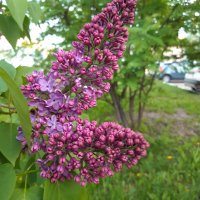 май :: Венера Чуйкова