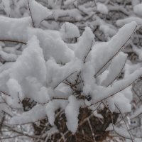 Пушистый апрель :: Виктор Иванович Чернюк Пушистый апрель :: Виктор Иванович Чернюк