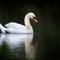 Белый лебедь :: Владимир Лазарев