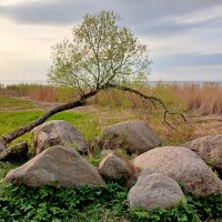 На берегу Финского залива. :: Лия ☼ На берегу Финского залива. :: Лия ☼