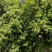В Москве цветут каштаны :: Сергей Козырев
