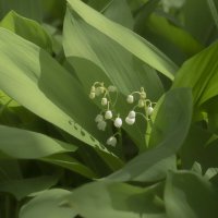 ах,эти ландыши! :: Ирина Милонова ах,эти ландыши! :: Ирина Милонова