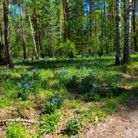Природа в апреле .Медуница цветёт . :: Мила Бовкун Природа в апреле .Медуница цветёт . :: Мила Бовкун