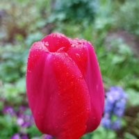 После дождя. :: Наталья Соколова
