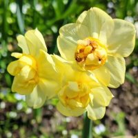 Нарциссы :: Елена Семигина Нарциссы :: Елена Семигина