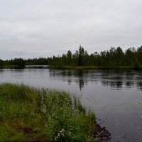 Утро на Низьме :: Ольга Утро на Низьме :: Ольга