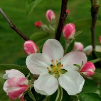 Яблоня цветёт... :: Ирина Румянцева