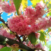 Сакура :: Сапсан 