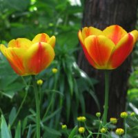 Красавцы :: Людмила Смородинская