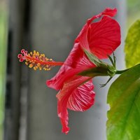 Гибискус... :: Николай Саржанов Гибискус... :: Николай Саржанов