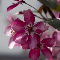 Сакура :: Natali 