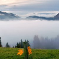 misty morning :: Elena Wymann misty morning :: Elena Wymann