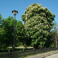Каштан :: Лютый Дровосек