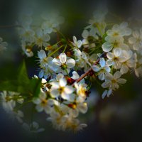 Цветение :: Владимир Кроливец Цветение :: Владимир Кроливец