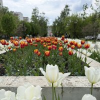 В сквере :: Ирэн 