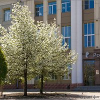 Цветёт груша под окном :: Студия фотографии
