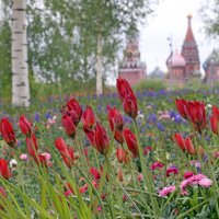 Зарядье 8 мая :: Михаил Бибичков Зарядье 8 мая :: Михаил Бибичков