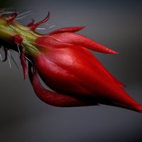 Эпифиллум :: Aleksandr . Эпифиллум :: Aleksandr .