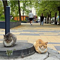 Весна в городе котов и кошек. :: Валерия Комова Весна в городе котов и кошек. :: Валерия Комова