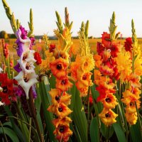 сорт Gladiolus Adrenalin, :: МАРИЯ ПОПОВА