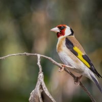 Обыкновенный щегол (лат. Carduelis carduelis) :: Александр Григорьев