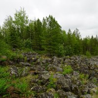 Начало курумника... :: Николай Гирш