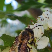 На боярышнике (не аптечный пьют) :: Александр Кондаков
