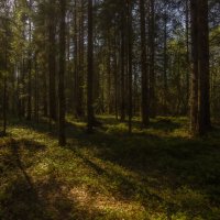 Лес :: Павел Харлин