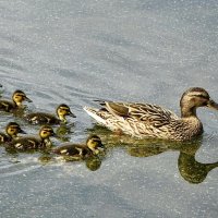 Кряква с выводком. :: Милешкин Владимир Алексеевич Кряква с выводком. :: Милешкин Владимир Алексеевич
