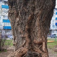 обнимашки :: Елена Шаламова