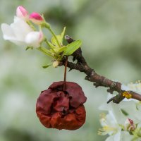 Дичок... :: Влад Никишин