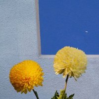 Жёлтые цветы :: Милорад Жёлтые цветы :: Милорад