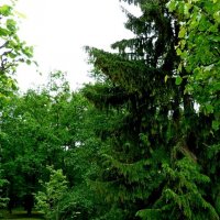 ПЕТЕРГОФ. :: Виктор Осипчук ПЕТЕРГОФ. :: Виктор Осипчук