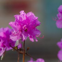 Рододендрон :: Виктор Иванович Чернюк Рододендрон :: Виктор Иванович Чернюк
