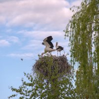 Городские... :: Светлана Фокша Городские... :: Светлана Фокша