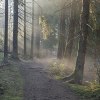 Лесные тропы.......... :: Юрий Цыплятников Лесные тропы.......... :: Юрий Цыплятников