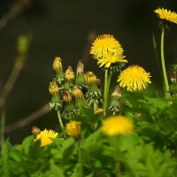 весенние зарисовки :: ИННА ПОРОХОВА весенние зарисовки :: ИННА ПОРОХОВА