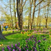 Фестиваль тюльпанов. :: Лилия *