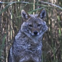 вскоре в эту заводь наведался шакал :: Осень вскоре в эту заводь наведался шакал :: Осень