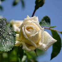 --------------- :: igor G.