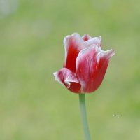 про тюльпаны... :: Andrey Bragin про тюльпаны... :: Andrey Bragin
