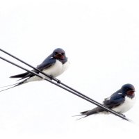 Hirundo rustica :: Сеня Белгородский