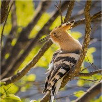 Удод.Hoopoe. :: Александр Григорьев Удод.Hoopoe. :: Александр Григорьев