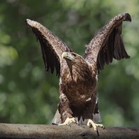 Орлан :: SanSan 