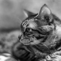 Кот Боке2 :: Жора Житников Кот Боке2 :: Жора Житников