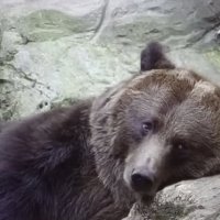 Шота грустно...  :: Валерий Кокорев